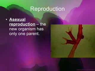 Reproduction Asexual reproduction  – the new organism has only one parent. 