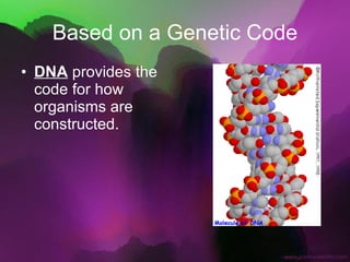 Based on a Genetic Code DNA  provides the code for how organisms are constructed. 