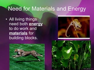 Need for Materials and Energy All living things need both  energy  to do work and  materials  for building blocks. 