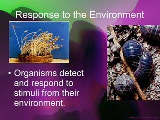 Response to the Environment Organisms detect and respond to stimuli from their environment. 