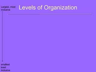 Levels of Organization Biosphere Ecosystem Community Population The part of Earth that contains all ecosystems Community and  its nonliving  surroundings Populations that live together in a  defined area Group of  organisms of one type that live in  the same area Biosphere Hawk, snake, bison, prairie dog, grass, stream, rocks, air Hawk, snake, bison, prairie dog, grass Bison herd Largest, most inclusive smallestleast inclusive 