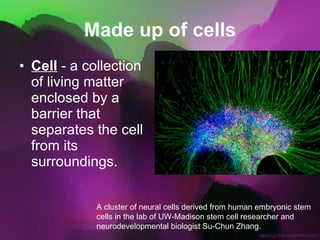 Made up of cells Cell  - a collection of living matter enclosed by a barrier that separates the cell from its surroundings. A cluster of neural cells derived from human embryonic stem cells in the lab of UW-Madison stem cell researcher and neurodevelopmental biologist Su-Chun Zhang.  