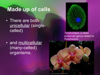 Made up of cells There are both  unicellular  (single-celled)  and  multicellular  (many-celled) organisms. Tetrahymena , a ciliate protozoan genus related to  Paramecium   