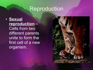 Reproduction Sexual reproduction  – Cells from two different parents unite to form the first cell of a new organism. 