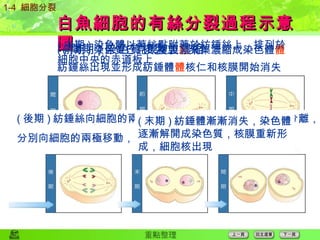 白魚細胞的有絲分裂過程示意圖 1-4  細胞分裂 ( 前期 ) 染色質已完成複製  聚集濃縮成染色體  紡錘絲出現並形成紡錘體  核仁和核膜開始消失 ( 中期 ) 染色體以著絲點附著於紡錘絲上，排列於細胞中央的赤道板上 ( 間期 ) 染色質複製並濃縮 ( 後期 ) 紡錘絲向細胞的兩極滑動，各姐妹染色體的著絲點分離， 分別向細胞的兩極移動，此時染色體呈  V  字型 ( 末期 ) 紡錘體漸漸消失，染色體逐漸解開成染色質，核膜重新形成，細胞核出現 