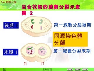 百合花粉的減數分裂示意圖  2 第一減數分裂後期 第一減數分裂末期 1-4  細胞分裂 後期  I 末期  I 同源染色體分離 n n 