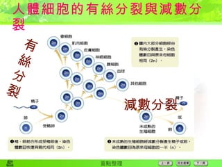 人體細胞的有絲分裂與減數分裂 有絲分裂 減數分裂 