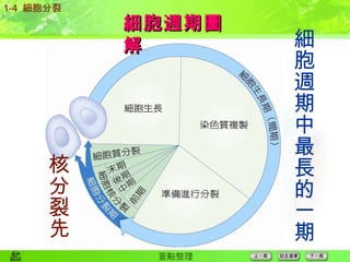細胞週期圖解 1-4  細胞分裂 細胞週期中最長的一期 核分裂先 