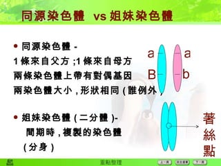 同源染色體  vs 姐妹染色體 同源染色體 - 1 條來自父方 ;1 條來自母方 兩條染色體上帶有對偶基因 兩染色體大小 , 形狀相同 ( 誰例外 ) 姐妹染色體 ( 二分體 )- 間期時 , 複製的染色體 ( 分身 ) a a B b 著絲點 