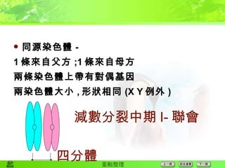 同源染色體 - 1 條來自父方 ;1 條來自母方 兩條染色體上帶有對偶基因 兩染色體大小 , 形狀相同 (X Y 例外 ) 四分體 減數分裂中期 I- 聯會 