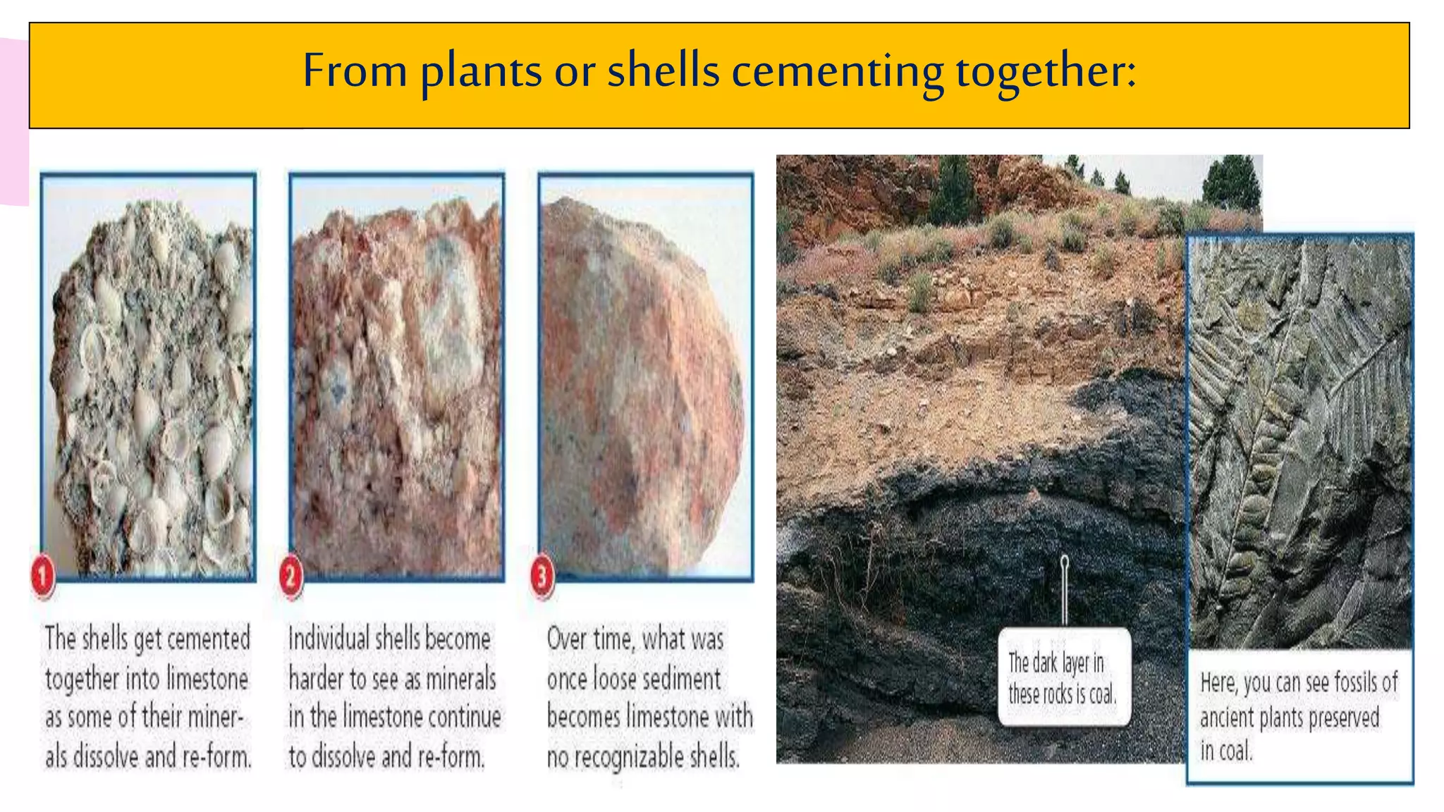 From plants or shellscementing together:
 