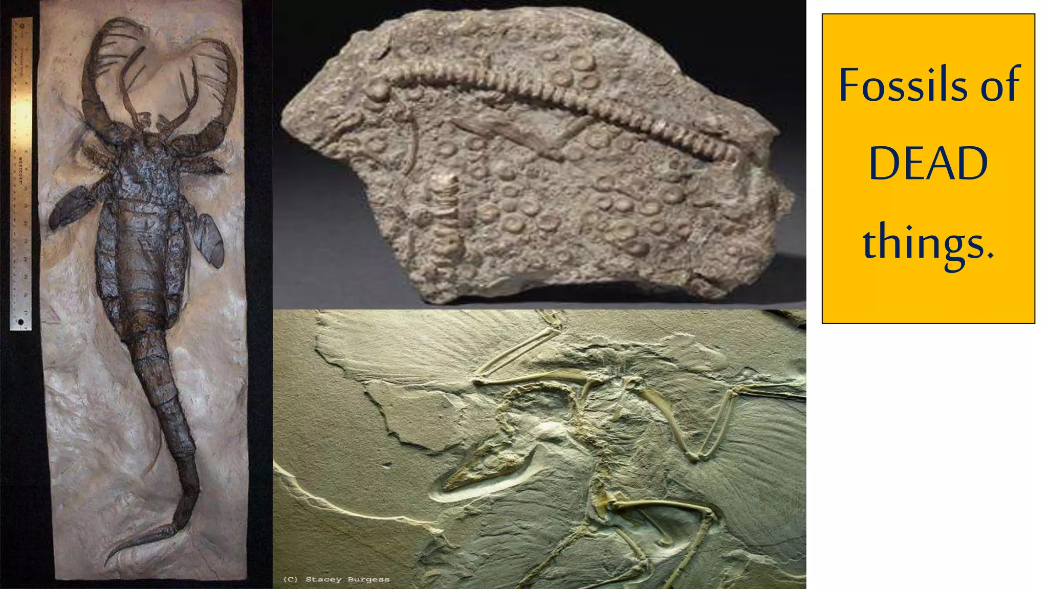 Fossils of
DEAD
things.
 