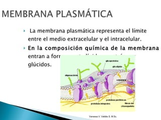 La membrana plasmática representa el límite entre el medio extracelular y el intracelular.  En la composición química de la membrana  entran a formar parte lípidos, proteínas y glúcidos.  Vanessa V. Valdés S. M.Sc. 