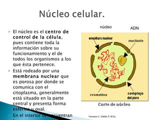 El núcleo es el  centro de control   de la célula , pues contiene toda la información sobre su funcionamiento y el de todos los organismos a los que ésta pertenece.  Está rodeado por una  membrana nuclear  que es porosa por donde se comunica con el citoplasma, generalmente está situado en la parte central y presenta forma esférica u oval.  En el interior se encuentran los cromosomas. núcleo ADN Vanessa V. Valdés S. M.Sc. 