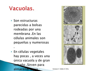 Son estructuras parecidas a bolsas rodeadas por una membrana .En las células animales son pequeñas y numerosas . En células vegetales hay pocas , a veces una única vacuola y de gran tamaño .Sirven para almacenar agua nutrientes y desechos. Vanessa V. Valdés S. M.Sc. 