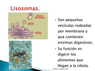 Son pequeñas vesículas rodeadas por membrana y que contienen enzimas digestivos. Su función es digerir los alimentos que llegan a la célula. Vanessa V. Valdés S. M.Sc. 