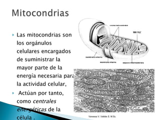Las mitocondrias son los orgánulos celulares encargados de suministrar la mayor parte de la energía necesaria para la actividad celular, Actúan por tanto, como  centrales energéticas  de la célula . Vanessa V. Valdés S. M.Sc. 