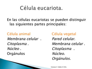 En las células eucariotas se pueden distinguir las siguientes partes principales: Célula animal     Célula vegetal   Membrana celular   .   Pared celular. Citoplasma  .   Membrana celular  . Núcleo  .   Citoplasma   . Orgánulos Núcleo.   Orgánulos. Vanessa V. Valdés S. M.Sc. 