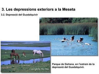 3. Les depressions exteriors a la Meseta
3.2. Depressió del Guadalquivir




                                  Parque de Doñana, en l’extrem de la
                                  depressió del Guadalquivir.
 