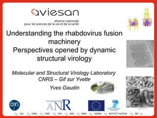 Understanding the rhabdovirus fusion machinery Perspectives opened by dynamic structural virology Molecular and Structural Virology Laboratory  CNRS – Gif sur Yvette Yves Gaudin CEA CHRU CNRS CPU INRA INRIA INSERM INSTITUT PASTEUR IRD 