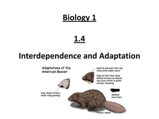 Biology 1

             1.4
Interdependence and Adaptation
 