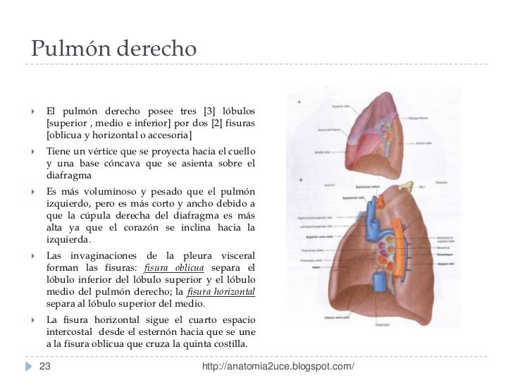 1.4 cavidad pleural y pulmones pleuras, pulmones