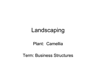 Landscaping Plant:  Camellia Term: Business Structures 