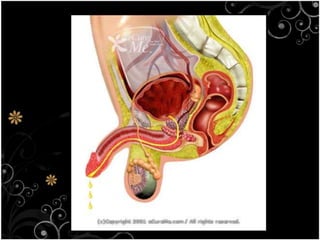 1.4 the harmful effects of microorganism