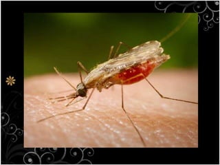 Disease caused by protozoaMalaria 