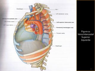 1 5-arterias y venas del tronco | PPT