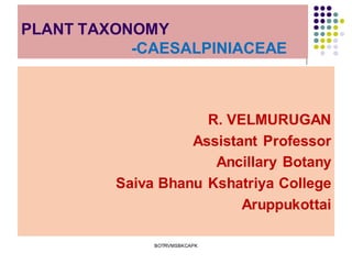 PLANT TAXONOMY
-CAESALPINIACEAE
R. VELMURUGAN
Assistant Professor
Ancillary Botany
Saiva Bhanu Kshatriya College
Aruppukottai
BOTRVMSBKCAPK
 