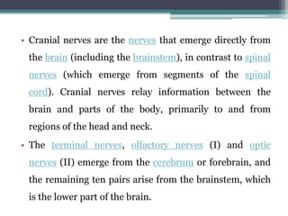 • Cranial nerves are the nerves that emerge directly from
the brain (including the brainstem), in contrast to spinal
nerves (which emerge from segments of the spinal
cord). Cranial nerves relay information between the
brain and parts of the body, primarily to and from
regions of the head and neck.
• The terminal nerves, olfactory nerves (I) and optic
nerves (II) emerge from the cerebrum or forebrain, and
the remaining ten pairs arise from the brainstem, which
is the lower part of the brain.
 