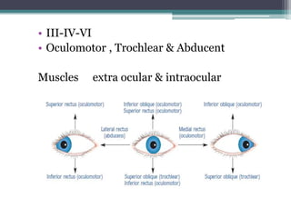 • III-IV-VI
• Oculomotor , Trochlear & Abducent
Muscles extra ocular & intraocular
 