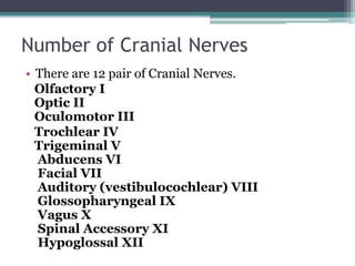 Number of Cranial Nerves
• There are 12 pair of Cranial Nerves.
Olfactory I
Optic II
Oculomotor III
Trochlear IV
Trigeminal V
Abducens VI
Facial VII
Auditory (vestibulocochlear) VIII
Glossopharyngeal IX
Vagus X
Spinal Accessory XI
Hypoglossal XII
 