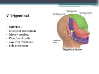 V-Trigeminal
• MOTOR .
• Muscle of mastication
• Motor testing.
• Clenches of teeth
• Jaw with resistance
• Side movement
 