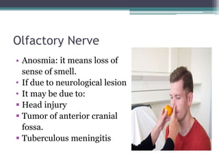 Olfactory Nerve
• Anosmia: it means loss of
sense of smell.
• If due to neurological lesion
• It may be due to:
 Head injury
 Tumor of anterior cranial
fossa.
 Tuberculous meningitis
 