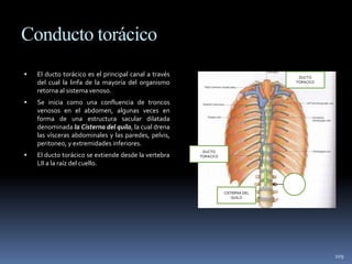 Conducto torácico
 El ducto torácico es el principal canal a través
del cual la linfa de la mayoría del organismo
retorna al sistema venoso.
 Se inicia como una confluencia de troncos
venosos en el abdomen, algunas veces en
forma de una estructura sacular dilatada
denominada la Cisterna del quilo, la cual drena
las vísceras abdominales y las paredes, pelvis,
peritoneo, y extremidades inferiores.
 El ducto torácico se extiende desde la vertebra
LII a la raíz del cuello.
109
DUCTO
TORACICO
DUCTO
TORACICO
CISTERNA DEL
QUILO
L-II
 