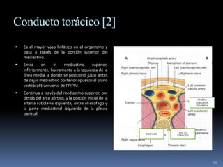Conducto torácico [2]
 Es el mayor vaso linfático en el organismo y
pasa a través de la porción superior del
mediastino.
 Entra en el mediastino superior,
inferiormente, ligeramente a la izquierda de la
línea media, a donde se posicionó justo antes
de dejar mediastino posterior opuesto al plano
vertebral transverso deTIV/TV.
 Continua a través del mediastino superior, por
detrás del arco aórtico, y la porción inicial de la
arteria subclavia izquierda, entre el esófago y
la parte mediastinal izquierda de la pleura
parietal.
110
DUCTO
TORACICO
ARTERIA
SUBCLAVIA
IZQUIERDA
ESOFAGO
 