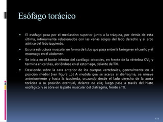 Esófago torácico
 El esófago pasa por el mediastino superior junto a la tráquea, por detrás de esta
última, íntimamente relacionados con las venas ácigos del lado derecho y al arco
aórtico del lado izquierdo.
 Es una estructura muscular en forma de tubo que pasa entre la faringe en el cuello y el
estomago en el abdomen.
 Se inicia en el borde inferior del cartílago cricoides, en frente de la vértebra CVI, y
termina en cardias, abriéndose en el estomago, delante deTXI.
 Desciende sobre la cara anterior de los cuerpos vertebrales, generalmente en la
posición medial [ver figura 10] A medida que se acerca al diafragma, se mueve
anteriormente y hacia la izquierda, cruzando desde el lado derecho de la aorta
torácica a su posición eventual, delante de ella; luego pasa a través del hiato
esofágico, y se abre en la parte muscular del diafragma, frente aTX.
121
 