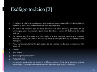 Esófago torácico [2]
 El esófago se relaciona en diferentes posiciones con estructuras vitales. En el mediastino
superior; lo hace con la parte mediastinal de la pleura parietal.
 Por detrás se relaciona con el ducto torácico y la aorta torácica, porciones de las
hemiácigos; vasos intercostales posteriores derechos, y cerca del diafragma, la aorta
torácica.
 Por delante, está la tráquea y su bifurcación, la arteria pulmonar derecha y el bronquio
principal izquierdo, así como la aurícula izquierda, el saco pericárdico y por debajo con el
diafragma.
 Posee varios estrechamientos por presión de los órganos con los que se relaciona: [Ver
figura 11]
1. Faringe
2. Arco aórtico
3. Bronquio principal izquierdo
4. Hiato esofágico
 Las arterias encargadas de irrigar el esófago proviene de la aorta torácica, arterias
bronquiales, y ramas ascendentes de la arteria gástrica izquierda, en el abdomen.
123
 
