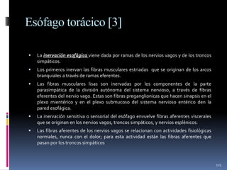 Esófago torácico [3]
 La inervación esofágica viene dada por ramas de los nervios vagos y de los troncos
simpáticos.
 Los primeros inervan las fibras musculares estriadas que se originan de los arcos
branquiales a través de ramas eferentes.
 Las fibras musculares lisas son inervadas por los componentes de la parte
parasimpática de la división autónoma del sistema nervioso, a través de fibras
eferentes del nervio vago. Estas son fibras preganglionicas que hacen sinapsis en el
plexo mientérico y en el plexo submucoso del sistema nervioso entérico den la
pared esofágica.
 La inervación sensitiva o sensorial del esófago envuelve fibras aferentes viscerales
que se originan en los nervios vagos, troncos simpáticos, y nervios esplénicos.
 Las fibras aferentes de los nervios vagos se relacionan con actividades fisiológicas
normales, nunca con el dolor; para esta actividad están las fibras aferentes que
pasan por los troncos simpáticos
125
 