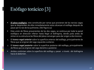 Esófago torácico [3]
 El plexo esofágico, esta constituido por ramas que provienen de los nervios vagos
que se desprenden de ellos inmediatamente estos alcanzan el esófago después de
pasar por la raíz de los pulmones. [Ver figura 12]
 Esta unión de fibras provenientes de los dos vagos, se continua por toda la pared
esofágica en dirección inferior hasta llegar al diafragma, donde justo antes de
entrar en su estructura las fibras del plexo convergen para dar origen a dos troncos:
1. El tronco vagal anterior sobre la superficie anterior del esófago, principalmente de
fibras que se originan del vago izquierdo o anterior.
2. El tronco vagal posterior sobre la superficie posterior del esófago, principalmente
de fibras que se originan del vago derecho o posterior.
 Ambos continúan sobre la superficie del esófago y pasan a través del diafragma
hacia el abdomen.
126
 