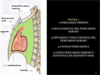 FIGURA 1
1-PERICARDIO FIBROSO
2-HOJA PARIETAL DEL PERICARDIO
SEROSO
3-EPICARDIO U HOJA VISCERAL DEL
PERICARDIO SEROSO
4-CAVIDAD PERICARDICA
5-UNION PERICARDIO FIBROSO Y
ADVENTICIA DE GRANDES VASOS.
1
2
3
4
15
(1)
( 2)
(3)
(4)
(5)
 