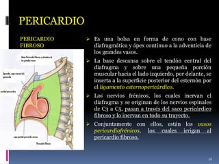 PERICARDIO
PERICARDIO
FIBROSO
 Es una bolsa en forma de cono con base
diafragmática y ápex continuo a la adventicia de
los grandes vasos.
 La base descansa sobre el tendón central del
diafragma y sobre una pequeña porción
muscular hacia el lado izquierdo, por delante, se
inserta a la superficie posterior del esternón por
el ligamento esternopericárdico.
 Los nervios frénicos, los cuales inervan el
diafragma y se originan de los nervios espinales
de C3 a C5, pasan a través del saco pericárdico
fibroso y lo inervan en todo su trayecto.
 Conjuntamente con ellos, están los vasos
pericardiofrénicos, los cuales irrigan al
pericardio fibroso.
16
 