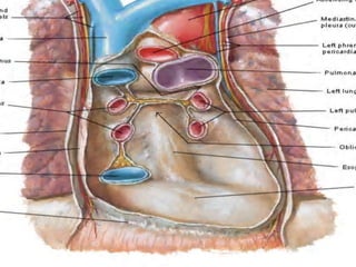 PERICARDIO
PERICARDIO SEROSO
 La hoja parietal del pericardio seroso se continua
con las hojas viscerales del pericardio seroso
alrededor de las raíces de los grandes vasos. Estas
reflexiones del pericardio seroso ocurren en dos
lugares:
1. Uno superiormente, alrededor de las arterias, la
aorta y el troco pulmonar
2. El segundo más posteriormente, alrededor de las
venas, la cava superior, cava inferior y las
pulmonares.
 La zona de reflexión alrededor de las venas tiene
forma de jota, y el cul-de-sac dentro de ella, por
detrás del atrio izquierdo, es el seno pericárdico
oblicuo.
 Un pasaje entre los dos lugares de reflexión del
pericardio seroso es el seno pericárdico
transverso, posterior a la aorta ascendente y el
tronco de la pulmonar, anteriormente a la vena
cava, y por encima de la aurícula izquierda.
19
 