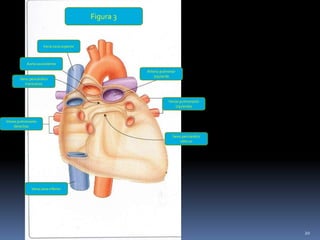 Vena cava superior
Aorta ascendente
Arteria pulmonar
izquierda
Venas pulmonares
izquierdas
Seno pericárdico
oblicuo
Vena cava inferior
Venas pulmonares
derechas
Seno pericárdico
transverso
Figura 3
20
 