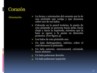 Corazón
Orientación  La forma y orientación del corazón son la de
una pirámide que cuelga y que descansa
sobre uno de sus lados.
 Colocada en la pared torácica, la punta de
esta pirámide se proyecta hacia atrás, hacia
abajo y hacia la izquierda, mientras que la
base se opone a la punta en dirección
posterior. [Ver figura 4].
 Los lados de esta pirámide son:
1. Un lado diafragmático, inferior, sobre el
cual descansa la pirámide.
2. Un lado anterior, esternocostal, orientado
hacia adelante.
3. Un lado pulmonar derecho
4. Un lado pulmonar izquierdo
28
 