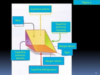 Superficie anterior
Superficie diafragmática
Base
Superficie
pulmonar
derecha
Superficie
pulmonar
izquierda
Margen inferior
Ápex
Margen obtuso
Figura 4
29
 