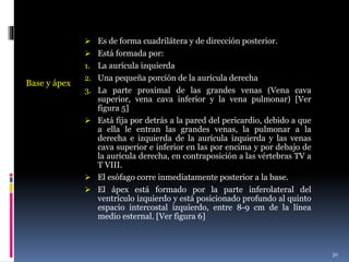 Base y ápex
 Es de forma cuadrilátera y de dirección posterior.
 Está formada por:
1. La aurícula izquierda
2. Una pequeña porción de la aurícula derecha
3. La parte proximal de las grandes venas (Vena cava
superior, vena cava inferior y la vena pulmonar) [Ver
figura 5]
 Está fija por detrás a la pared del pericardio, debido a que
a ella le entran las grandes venas, la pulmonar a la
derecha e izquierda de la aurícula izquierda y las venas
cava superior e inferior en las por encima y por debajo de
la aurícula derecha, en contraposición a las vértebras TV a
T VIII.
 El esófago corre inmediatamente posterior a la base.
 El ápex está formado por la parte inferolateral del
ventrículo izquierdo y está posicionado profundo al quinto
espacio intercostal izquierdo, entre 8-9 cm de la línea
medio esternal. [Ver figura 6]
30
 