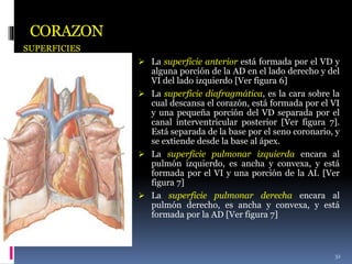 CORAZON
SUPERFICIES
 La superficie anterior está formada por el VD y
alguna porción de la AD en el lado derecho y del
VI del lado izquierdo [Ver figura 6]
 La superficie diafragmática, es la cara sobre la
cual descansa el corazón, está formada por el VI
y una pequeña porción del VD separada por el
canal interventricular posterior [Ver figura 7].
Está separada de la base por el seno coronario, y
se extiende desde la base al ápex.
 La superficie pulmonar izquierda encara al
pulmón izquierdo, es ancha y convexa, y está
formada por el VI y una porción de la AI. [Ver
figura 7]
 La superficie pulmonar derecha encara al
pulmón derecho, es ancha y convexa, y está
formada por la AD [Ver figura 7]
32
 